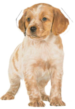 Royal Canin Medium Puppy Food | 1 Kg | Dry Food | Supports Digestive Health & Immune System