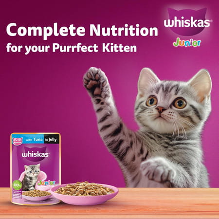 Whiskas Junior Kitten (2-12 Months) Wet Cat Food | Tuna In Jelly | 80 G (Pack Of 56)