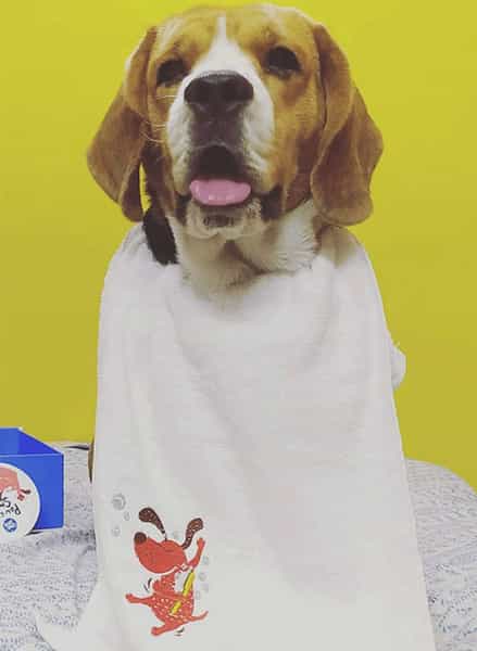 Captain Zack Signature Ultra Soft Pet Towel For Dogs And Cats 200G