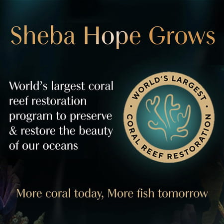 Sheba Fine Premium Adult (1+ Years) Wet Cat Food | Chicken With Tuna In Gravy | 70 G (Pack Of 28)