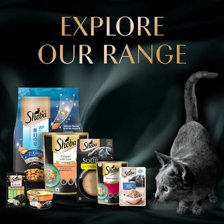 Sheba Fine Premium Adult (1+ Years) Wet Cat Food | Chicken With Tuna In Gravy | 70 G (Pack Of 28)