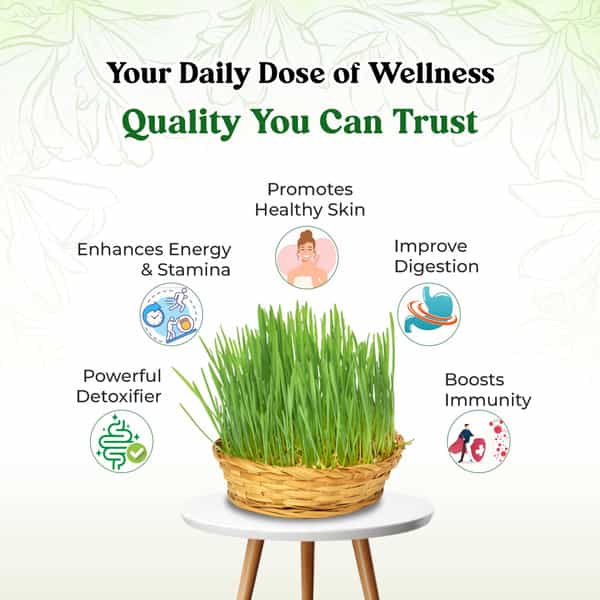 Four Seasons Wheatgrass Juice 500Ml | Superfood For Live Detox | Weight & Cholesterol Management
