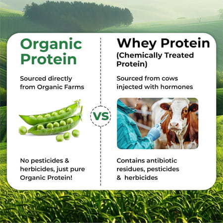 Vlado'S Himalayan Organics Organic Protein Powder I Plant Protein I 28g Protein | 5g Bcaa - 500g