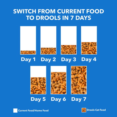 Drools Kitten Dry Cat Food | Mackerel Flavour 1 Kg With Free Container Pack