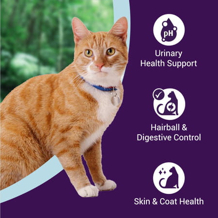 Purrfeto Adult Dry Cat Food | Chicken & Rice | 3 Kg