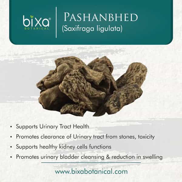 Bixa Botanical Pashanbhed Root Powder Saxifraga Ligulata-Supports Urinary Tract Health(200G)