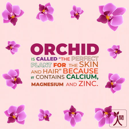 Ningen Orchid Massage Oil Enriched With Geranium Wheatgerm Relieve Stress And Restore Youth-100 Ml