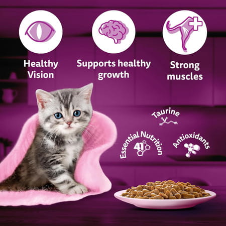 Whiskas Junior Kitten (2-12 Months) Wet Cat Food | Chicken In Gravy | 80 G (Pack Of 56)