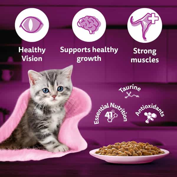 Whiskas Junior Kitten (2-12 Months) Wet Cat Food | Chicken In Gravy | 80 G (Pack Of 56)