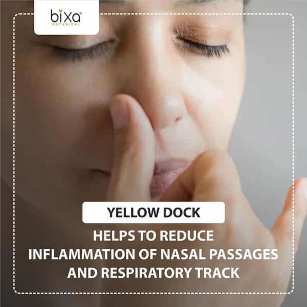 Bixa Botanical Yellow Dock Powder (Rumex Crispus) Herbal Supplement For Chronic Skin Problems(200G)