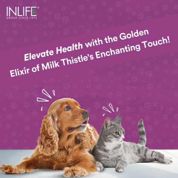 Inlife Milk Thistle Capsules For Dogs & Cats | Liver Detox & Kidney Health | 400Mg - 60 Veg Capsules