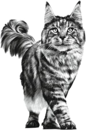Royal Canin Veterinary Satiety Support | Sat 34 | 1.5 Kg