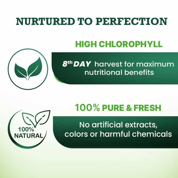 Vansaar Wheatgrass Juice - Natural Detoxifier For Healthy Liver |No Added Sugar 500Ml