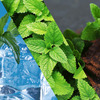 Staycool Breath Freshener Spray - Cool Mint Spearmint Chocolate Mint - Pack Of 3