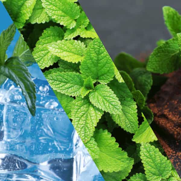 Staycool Breath Freshener Spray - Cool Mint Spearmint Chocolate Mint - Pack Of 3