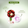 Lotus Botanicals Glycoboost Radiant Skin Face Wash 100G