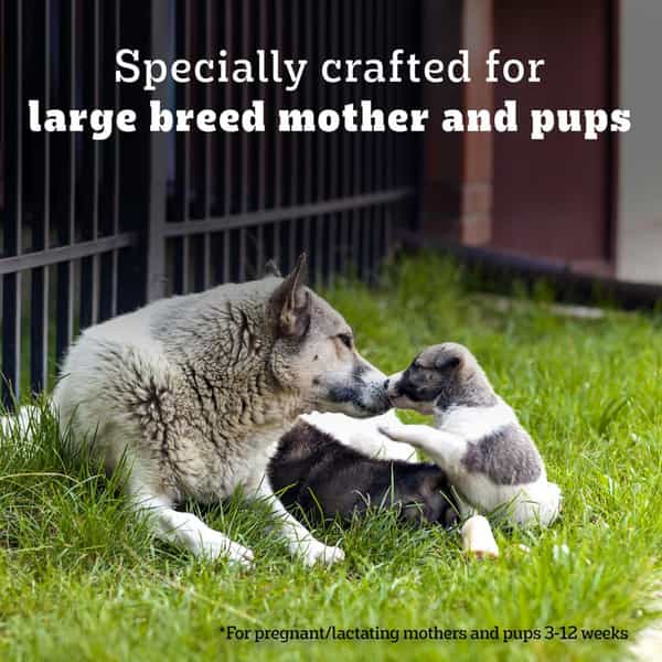 Pedigree Pro Mother & Pup Starter Large Breed | 10 Kg Dry Dog Food | Vet Trusted Brand (3-12 Weeks)