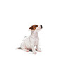 Royal Canin Mini Puppy Food | 12 X 85 Grams | Wet Food | Supports Immune System | Brain Development