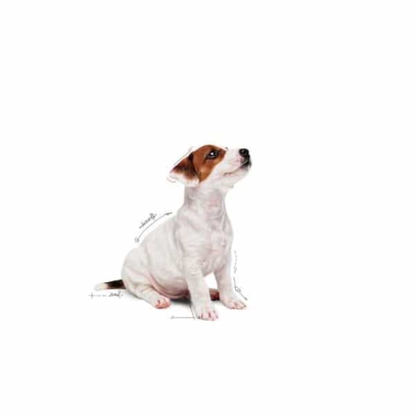 Royal Canin Mini Puppy Food | 12 X 85 Grams | Wet Food | Supports Immune System | Brain Development