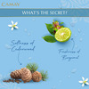 Camay Natural Cedarwood & Bergamot Beauty Soap With Indulging French Fragrance | 125G