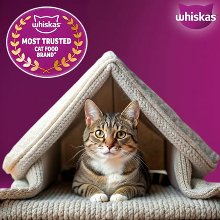 Whiskas Adult (1+ Years) Dry Cat Food | Chicken Flavour | 3 Kg