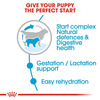 Royal Canin Giant Starter | Mother & Babdog Food | 3.5 Kg | Dry Food