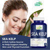 Fitness Veda Thyroid Supplement With Quick Action Sea Kelp Capsules | Thyroid Supplement