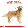 Royal Canin Golden Retriver Adult Dog Food | 12 Kg | Dry Food