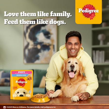 Pedigree Puppy Wet Dog Food | Chicken Liver In Loaf With Vegetables | 70 G (Pack Of 30)