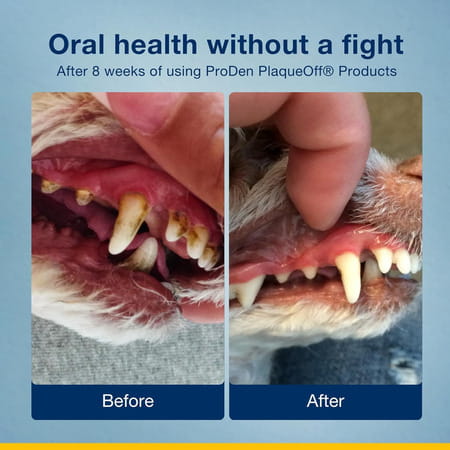 Proden Plaqueoff Powder Supports Normal | Healthy Teeth | Gums & Breath Odour In Dogs & Cats 40 Gm