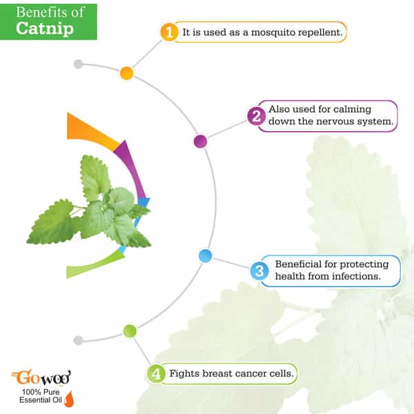 Go Woo 100% Pure Catnip Oil Virgin & Undiluted 50 Ml