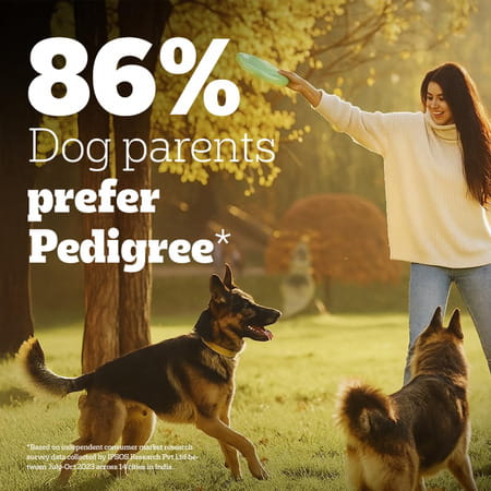 Pedigree Pro Adult Large Breed | 10 Kg Dry Dog Food | Vet Trusted Brand (18 Months Onwards)