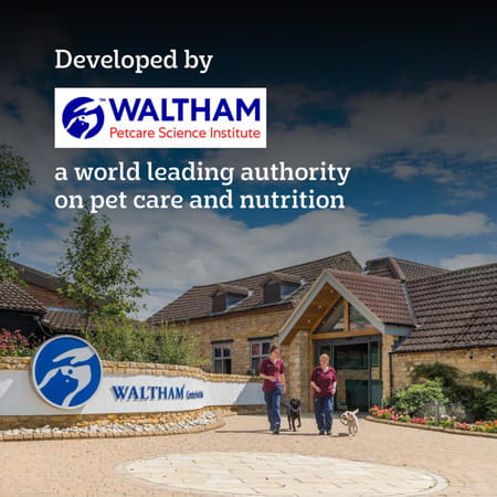 Pedigree Pro Adult Large Breed | 10 Kg Dry Dog Food | Vet Trusted Brand (18 Months Onwards)