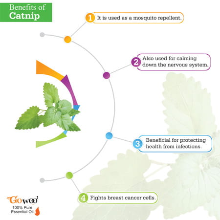 Pack Of 2 Catnip Essential Oil & Almond Carrier Oil - 100% Pure & Natural Oil For Hair | Face | Ski