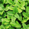 Staycool Breath Freshener Spray - Spearmint - Pack Of 3