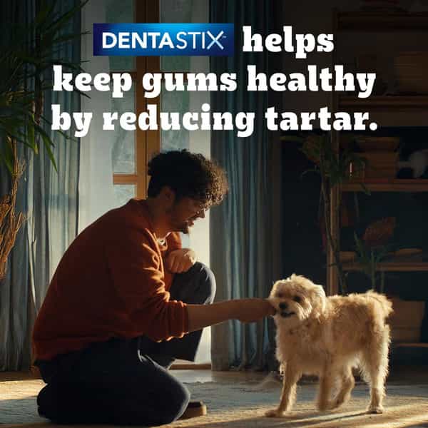 Pedigree Dentastix Oral Care Dog Treat | Adult Large Breed (25+ Kg) | 270 G