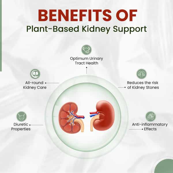 Himalayan Organics Plant Based Kidney Support | Bottle | 60 Veg Capsules