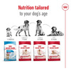 Royal Canin Medium Adult Dog Food | 4 Kg | Dry Food