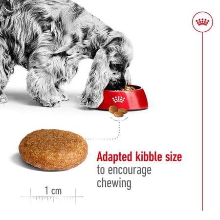 Royal Canin Medium Adult Dog Food | 4 Kg | Dry Food