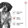 Royal Canin Medium Adult Dog Food | 4 Kg | Dry Food