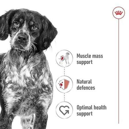 Royal Canin Medium Adult Dog Food | 4 Kg | Dry Food