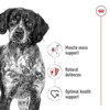 Royal Canin Medium Adult Dog Food | 4 Kg | Dry Food