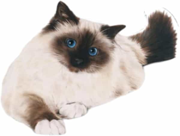 Royal Canin Hairball Care For Cats | 400 Grams | Dry Food | Dietary Fiber Blend