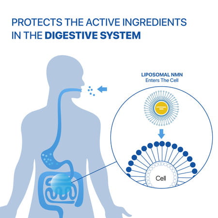 Decode Age Liposomal Nmn Supplement | 99.9% Pure Beta Nmn | Nad+ Booster | 500Mg | 30 Capsules | Veg