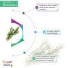Pack Of 2 Rosemary Essential Oil And Olive Carrier Oil - 100% Pure & Natural Oil For Hair & Skin