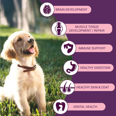 Bowlers Nutrimax Puppy Dry Dog Food | Chicken & Milk |20 Kg | Smooth Digestion & Healthy Coat
