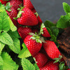 Staycool Breath Freshener Spray - Spearmint Strawberry Chocolate Mint - Pack Of 3
