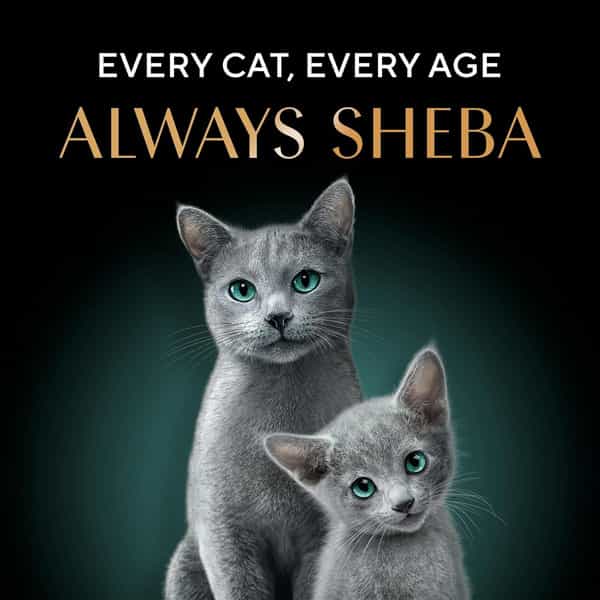Sheba Deluxe Premium Adult (1+ Years) Wet Cat Food | Tuna Fillets In Jelly | 85 G (Pack Of 24)