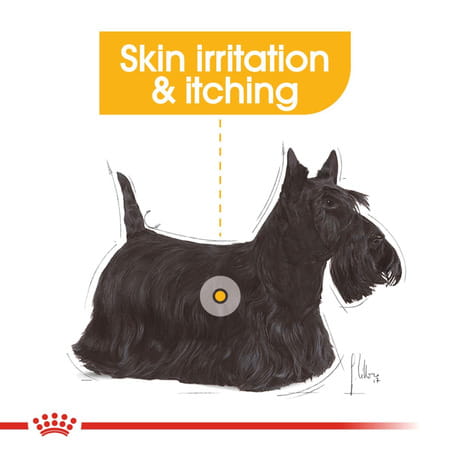 Royal Canin Dermacomfort Mini For Small Dogs | 1 Kg | Proven Results After 2 Months