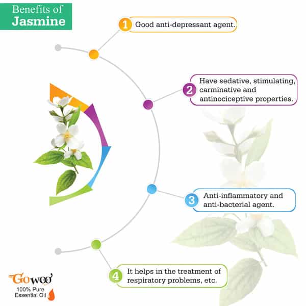 Go Woo 100% Pure Jasmine Sambac Oils For Hair Skin & Aromatherapy 100% Pure & Virgin Oils 50 Ml